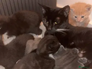 Mixed Breed cats Male grey kitten - Advert 2