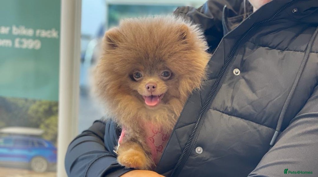 Pomeranian dogs for stud: 💜🧡Lilac & tan KC stud Benji champions in line  in Guildford - Image 10