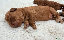 Miniature Poodle dogs for sale: Kc reg mini poodle 5 generation pedigree - Advert 7