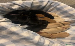 Labrador Retriever dogs for sale: 10 Beautiful Labradors ready to be reserved - Image 4