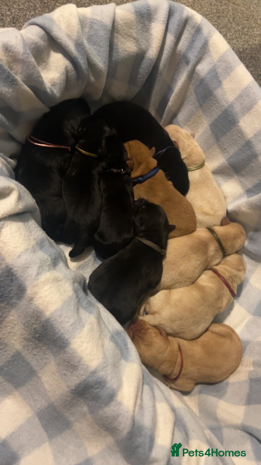 Labrador Retriever dogs for sale: 10 Beautiful Labradors ready to be reserved - Image 4