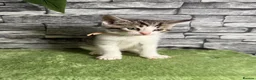 Bengal cats for sale: 5 beautiful girl bengal cross breed 🩷 - Advert 23
