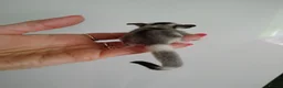 Sugar Glider rodents for sale: Stunning sugar gliders  - Advert 21