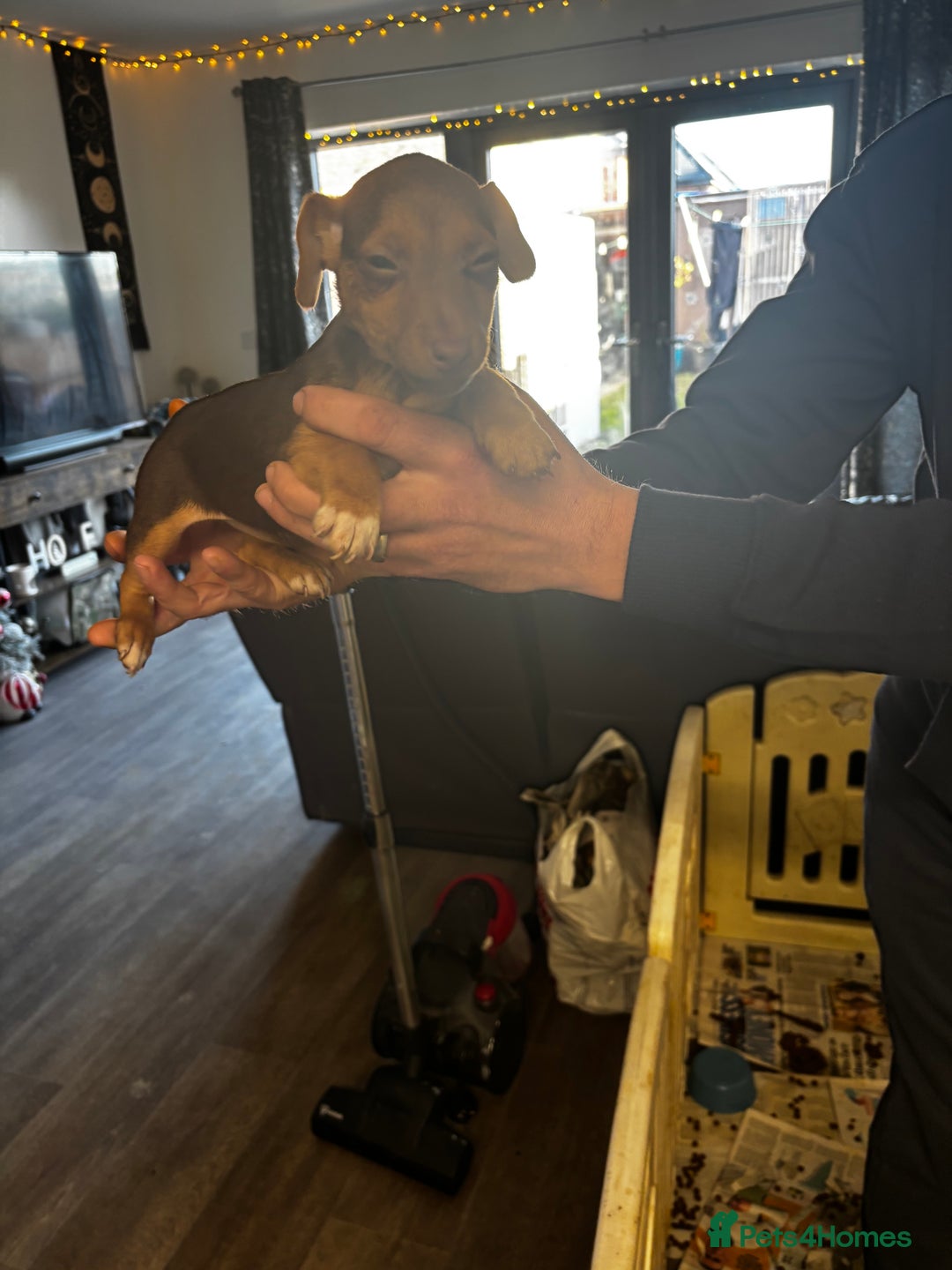 Jack Russell dogs for sale: Beautiful miniature pure Jack Russell’s  - Advert 11