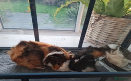 Guinea Pig rodents for sale: 2 male, 3 female guinea pigs for sale - Image 1