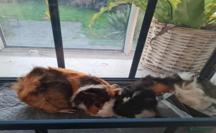 Guinea Pig rodents - Advert 1