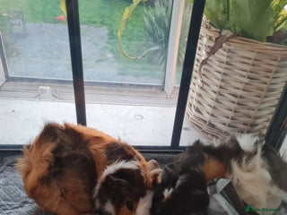 Guinea Pig rodents - Advert 2