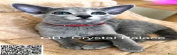 Russian Blue cats for sale: Full Pedigree American Champion Lines Russian Blue - Advert 7
