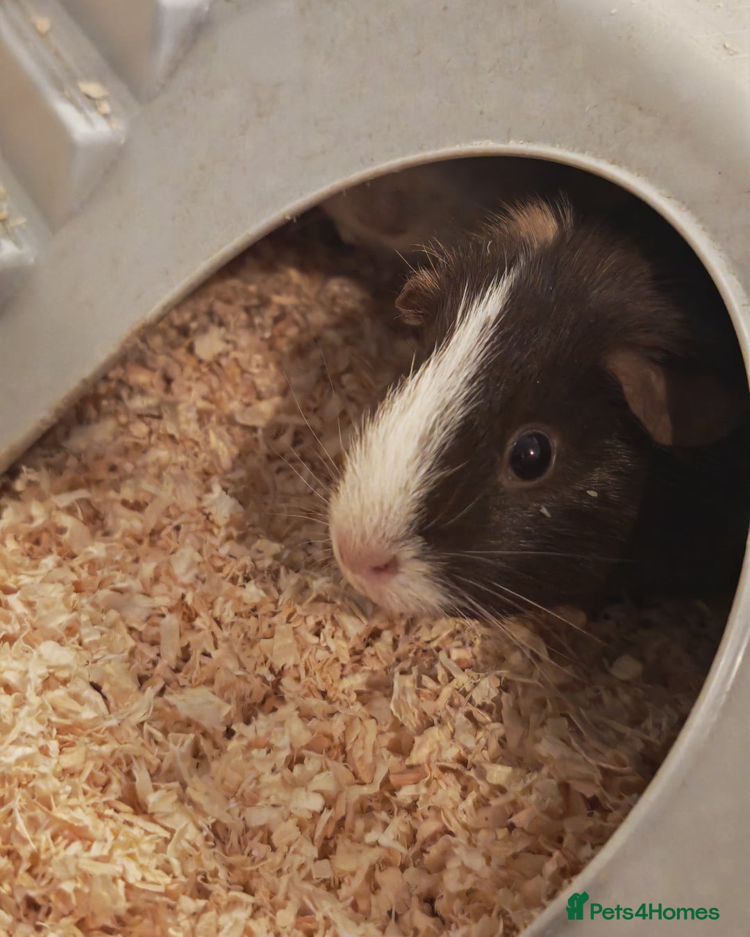 Guinea Pig rodents for sale: 2 female guinea pigs for rehoming with cage - Advert 3