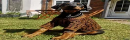 Dobermann dogs for sale: ❤️ Exceptional Family-Raised Doberman Puppies ❤️ - Advert 23