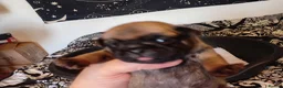 Pug dogs for sale: Girl pug  - Advert 6