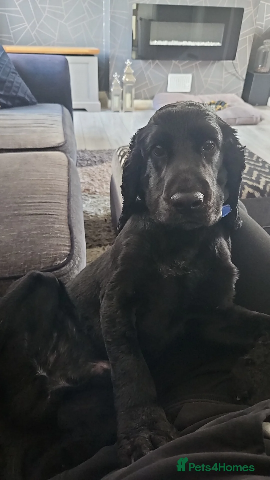 Cocker Spaniel dogs for stud: Gorgeous male cocker spaniel for stud in Bakewell - Advert 2