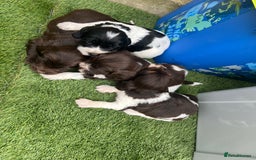 Cockapoo dogs for sale: F1B puppies - Image 10