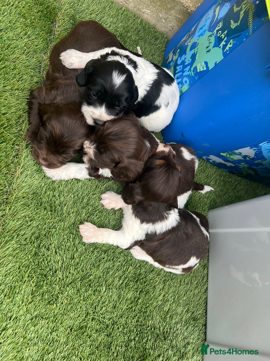 Cockapoo dogs for sale: F1B puppies - Image 10
