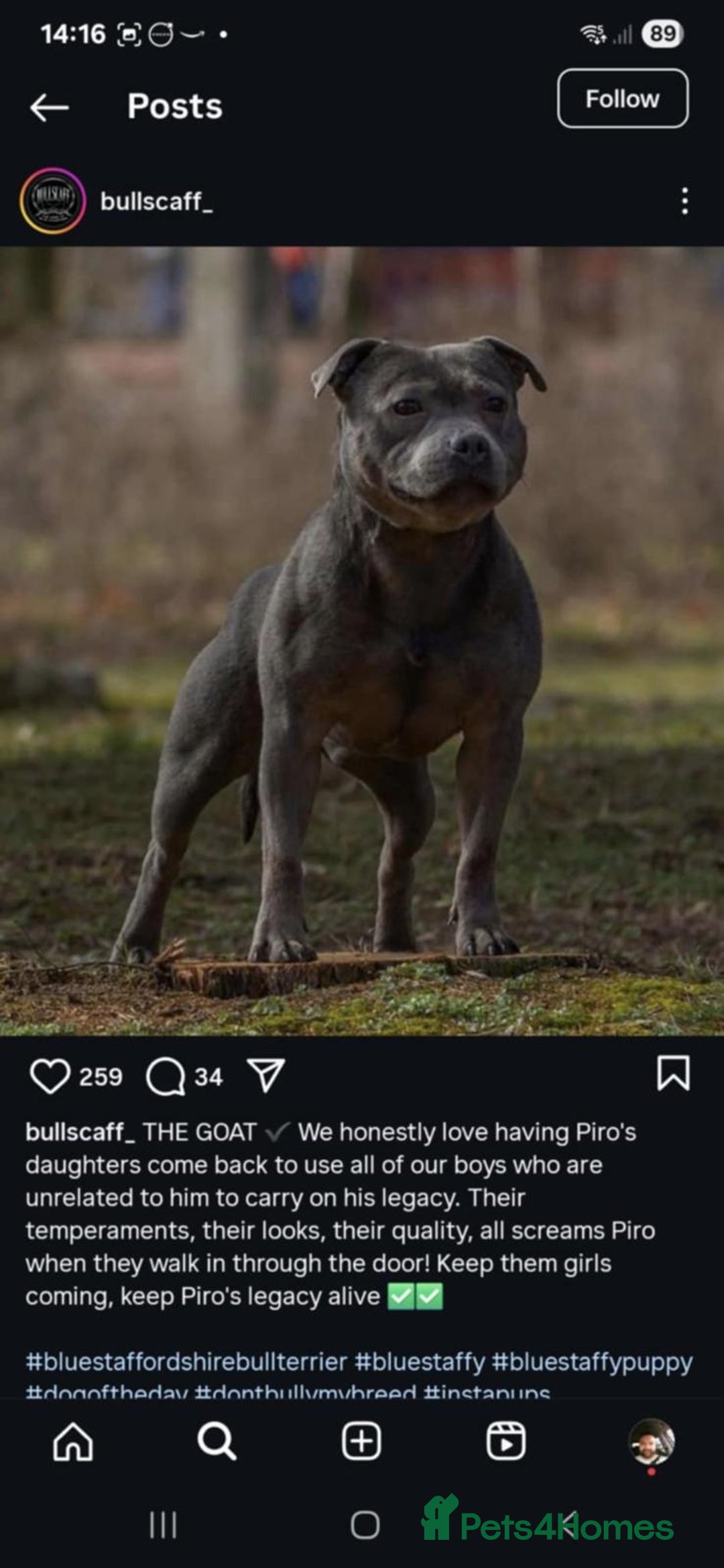 Staffordshire Bull Terrier dogs for sale: 💥READY TO LEAVE NOW 💥 PURE BLUE STAFFS PUPS🩵 in Barnsley - Image 22