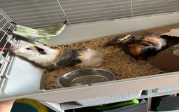 Guinea Pig rodents for sale: Pair of brothers  - Image 1
