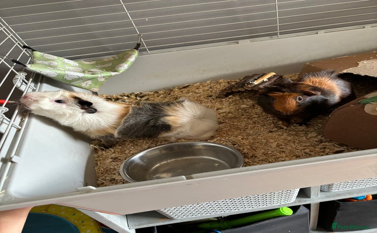 Guinea Pig rodents - Advert 11