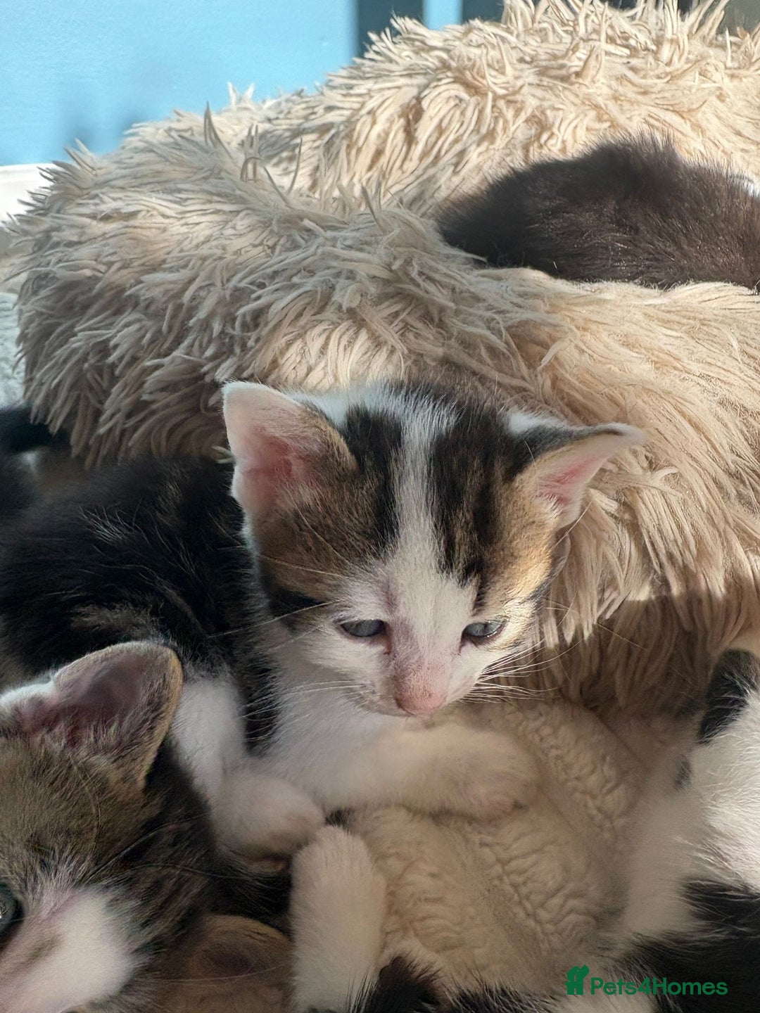 Mixed Breed cats for sale: Stunning playful kittens x 7  - Image 4