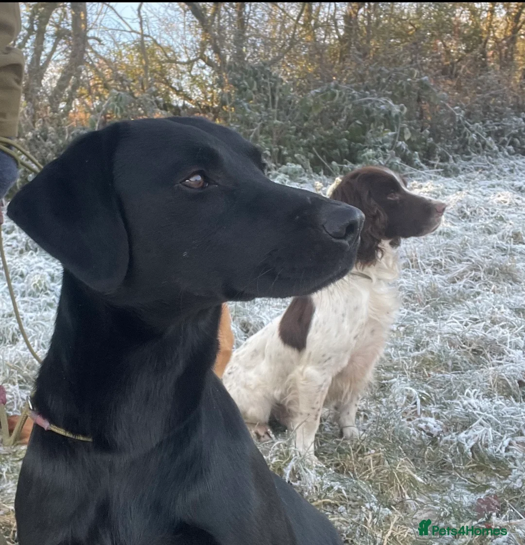 Labrador Retriever dogs for stud: Health Tested Working Labrador Retriever For Stud in Burton-on-Trent - Advert 14