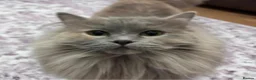 Mixed Breed cats for sale: Maincoon-Ragdoll mix - Advert 5