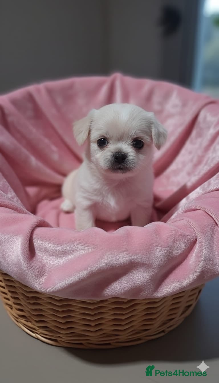 Mixed Breed dogs Shih Tzu cross malchi pups - Advert 4