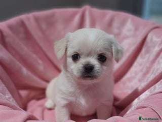 Mixed Breed dogs Shih Tzu cross malchi pups - Advert 4