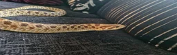 Snake reptiles for sale: Hognose snake in Gainsborough - Advert 4