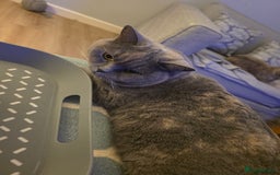 British Shorthair cats for sale: BSH lilac tortie and blue cream tortie sisters - Advert 2