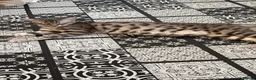 Bengal cats for sale: Bengal kittens for sale  in London - Advert 14