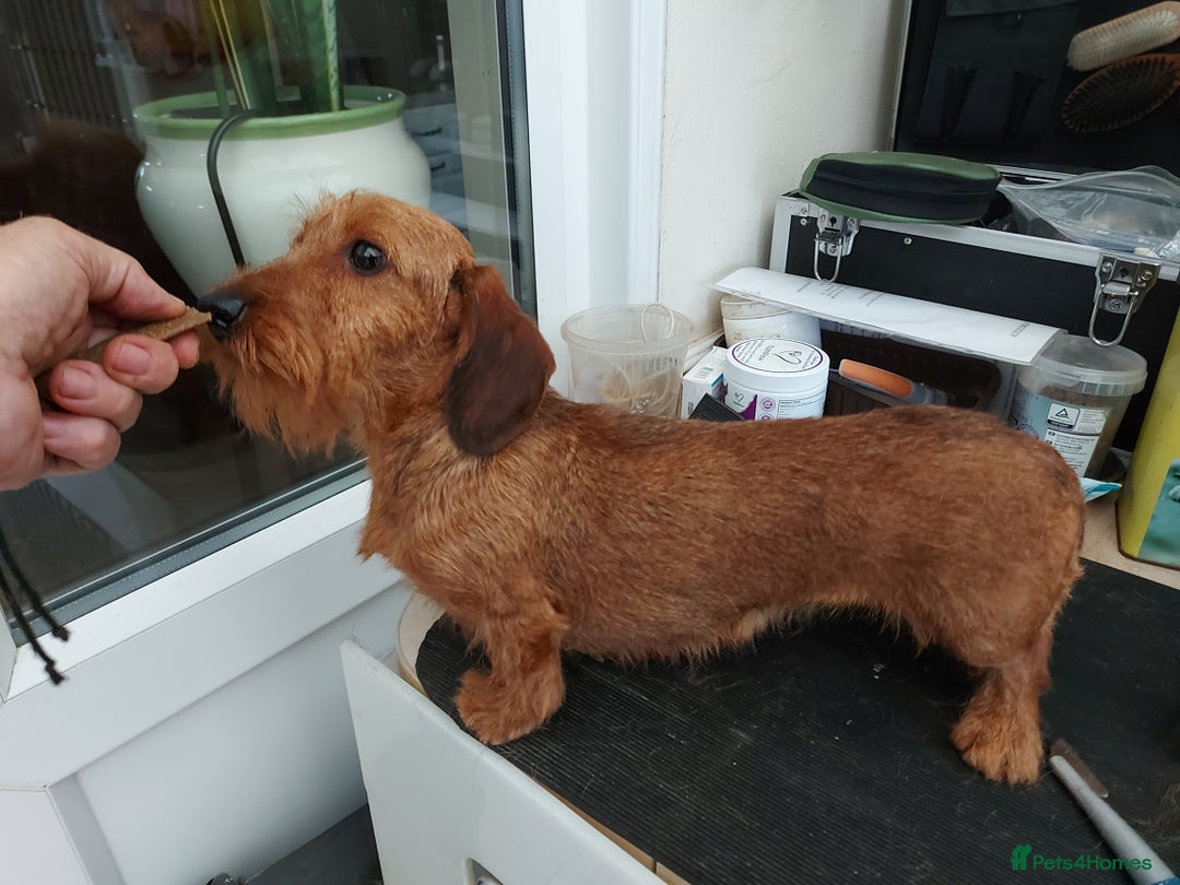 Miniature Dachshund dogs for sale: Miniature wire haired Dachshund  - Image 7