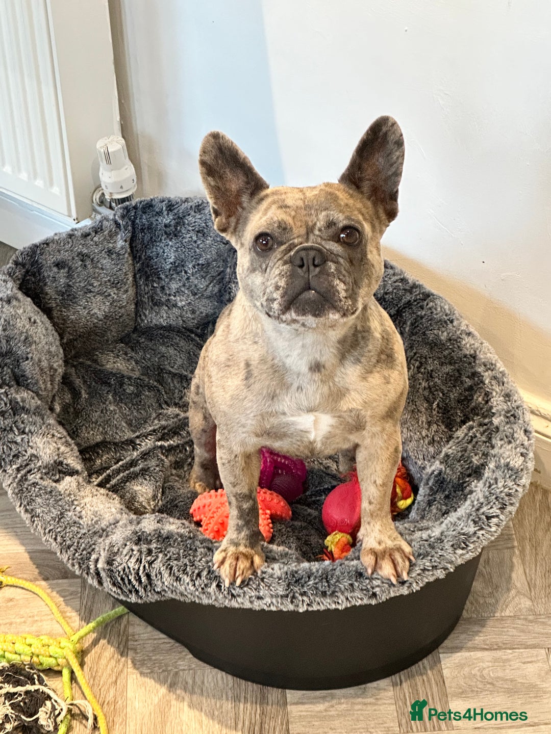 French Bulldog dogs for sale: Dottie & Bow  - Advert 5