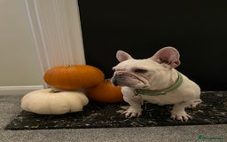 French Bulldog dogs for sale: Albie 5 year old for adoption  - Advert 4