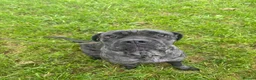 Cane Corso dogs for sale: Cane corso looking for there forever homes - Advert 4