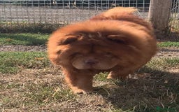Chow Chow dogs for sale: Chocolate Chow Chow  - Image 1