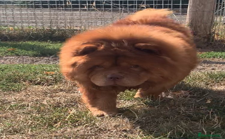 Chow Chow dogs - Advert 1