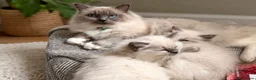 Ragdoll cats for sale: 🤍 Exceptional TICA Registered Ragdoll Girls - Advert 15