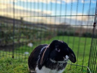 Mini Lop rabbits ❤️Purebread mini lops for sale❤️ - Advert 15