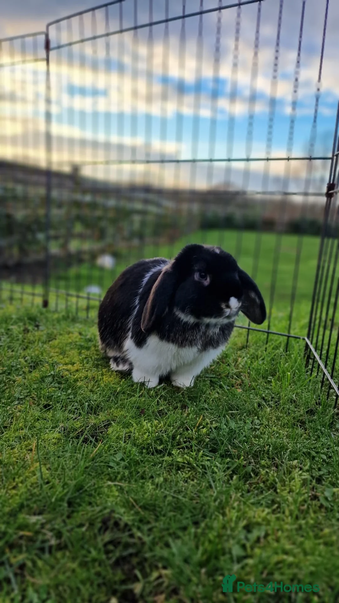 Mini Lop rabbits for sale: ❤️Purebread mini lops for sale❤️ - Advert 1