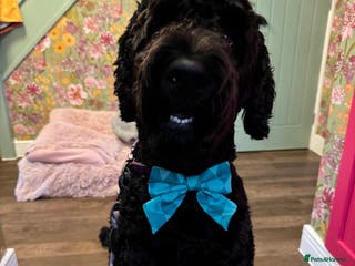 Labradoodle dogs Meet Leeroy, Our Handsome F3 Labradoodle! - Advert 1