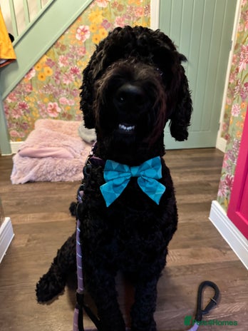 Labradoodle dogs - Advert 1