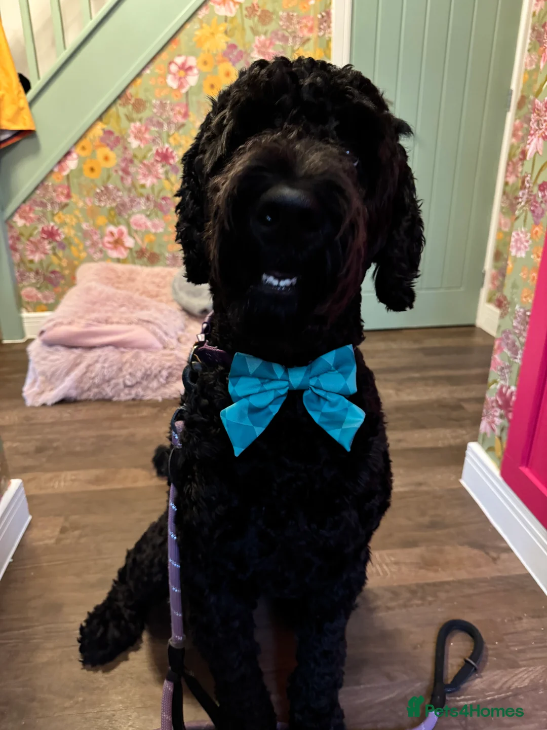 Labradoodle dogs for stud: Meet Leeroy, Our Handsome F3 Labradoodle! - Advert 1