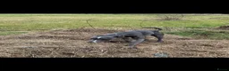 Whippet dogs for sale: Whippet pups  - Advert 2