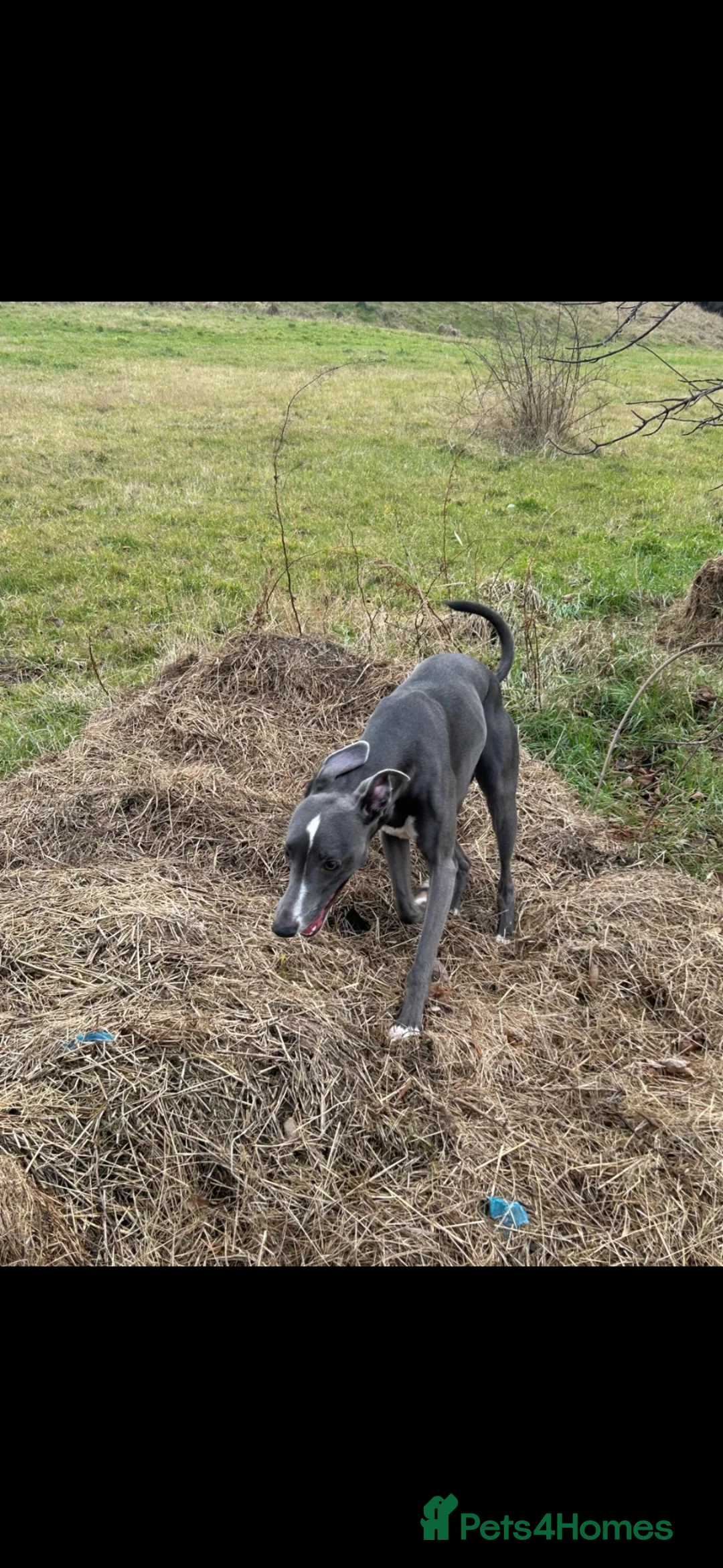 Whippet dogs for sale: Whippet pups  - Advert 2