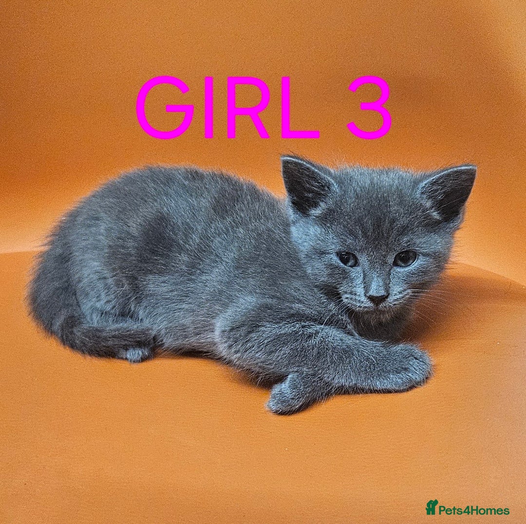 Mixed Breed cats for sale: Beautiful Kittens Looking for a Loving Home!! - Advert 3