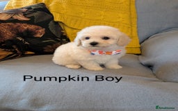 Poochon dogs for sale: Stunning F1 Toy Poochon Puppies BOYS - Image 8