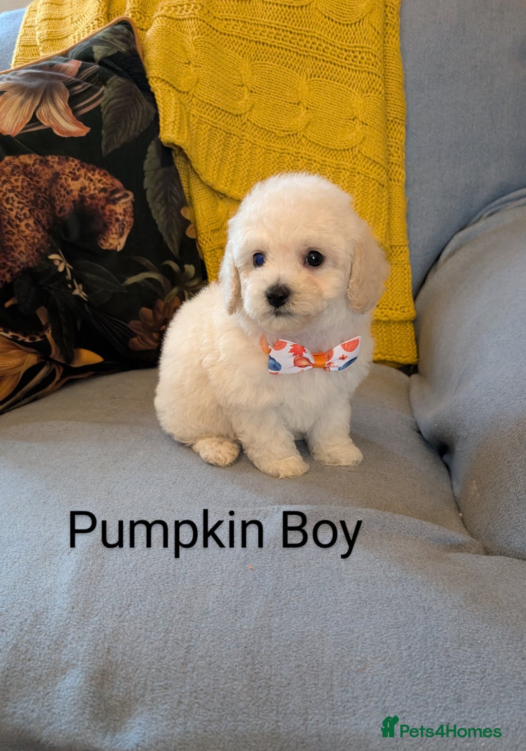 Poochon dogs for sale: Stunning F1 Toy Poochon Puppies BOYS - Image 8