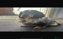 Cocker Spaniel dogs for sale: Stunning KC Show Type Cocker Spaniel Puppies - Image 7