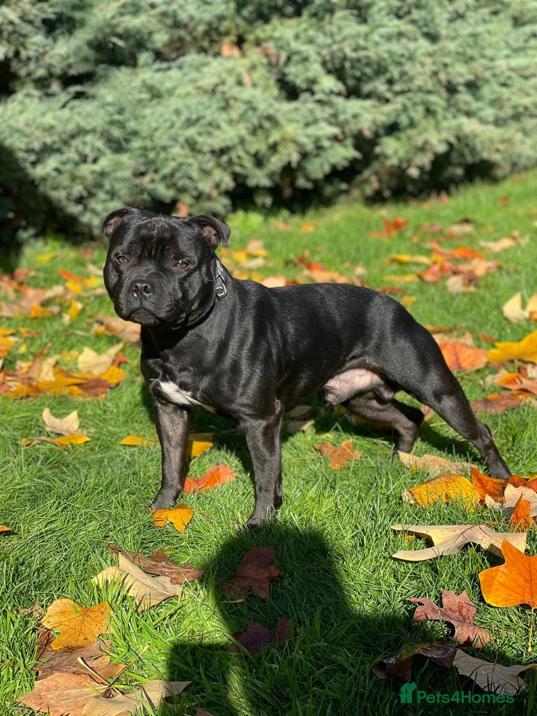 Staffordshire Bull Terrier dogs for stud: BILL - BLACK CHAMPION - BLUE GENE  - Advert 1