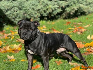 Staffordshire Bull Terrier dogs BILL - BLACK CHAMPION - BLUE GENE - Advert 2