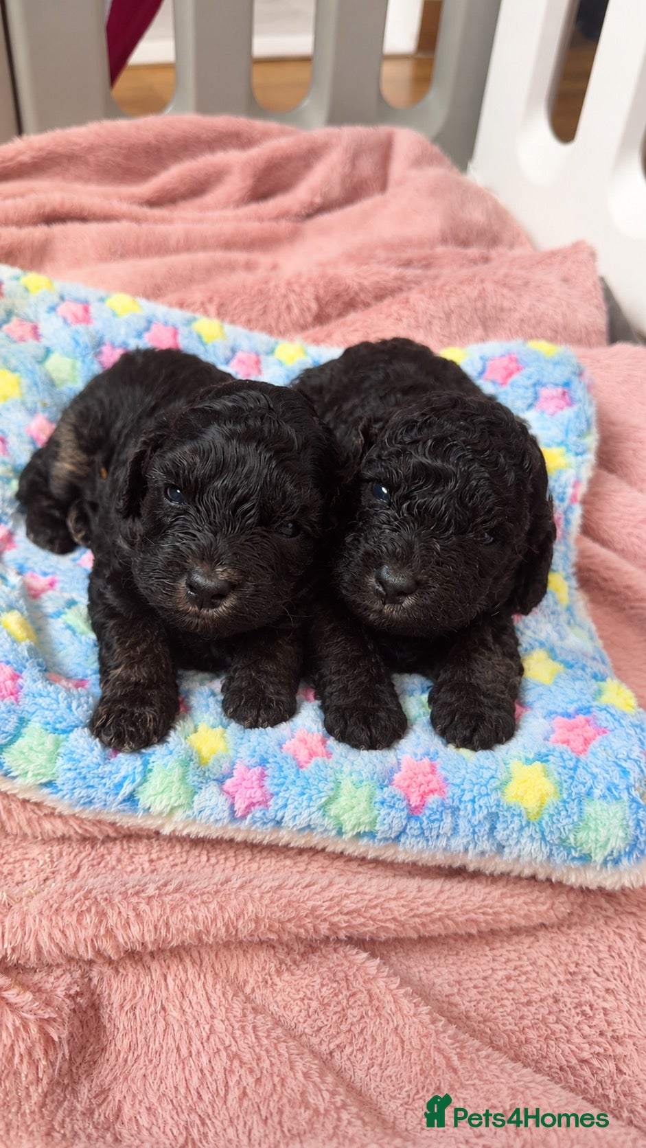 Cockapoo dogs GORGEOUS F1B COCKAPOO PUPPIES AVAILABLE TO RESERVE - Advert 1